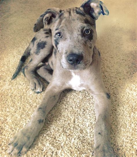 catahoula pitbull puppies for sale.